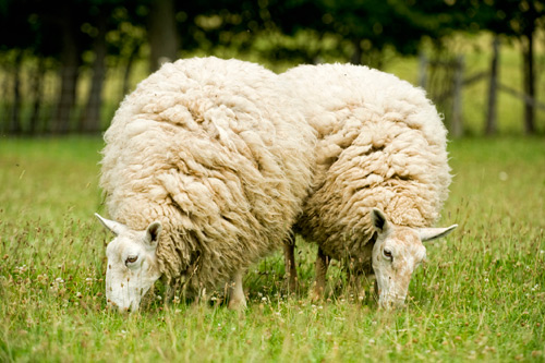 Grazing sheep in pasture