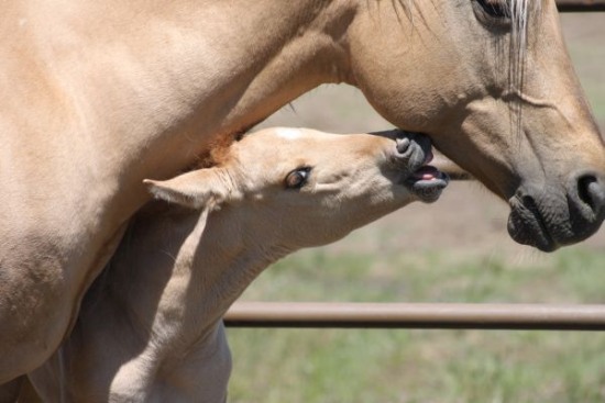 Foal biting mare, photo by Marcy McBride