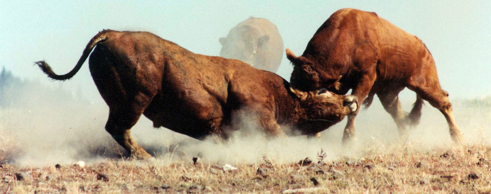 Bulls. Therio-gel, the veterinary fertility lubricant, can be used for collecting bull sperm.