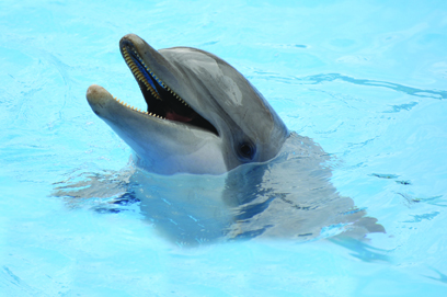 Dolphin