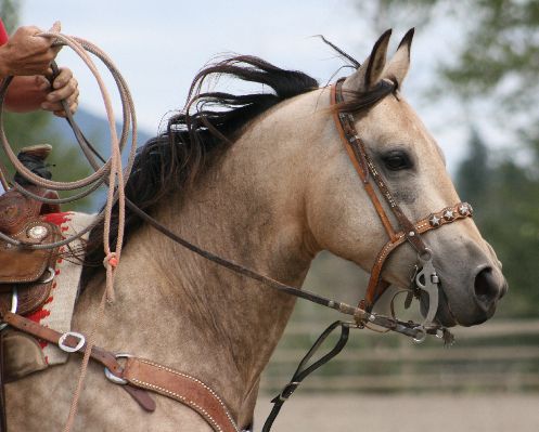 Riding horse, photo by Marcy McBride