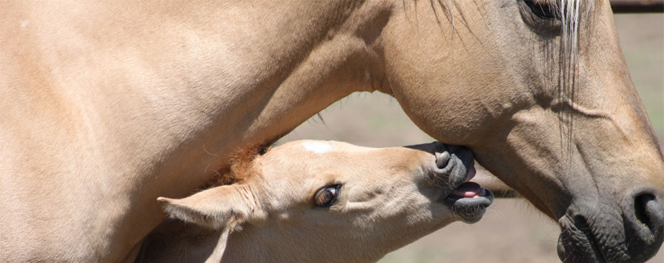 Baby horse biting mom photo by Marcy McBride. Therio-gel veterinary fertility lubricant can be used for collecting stallion sperm.