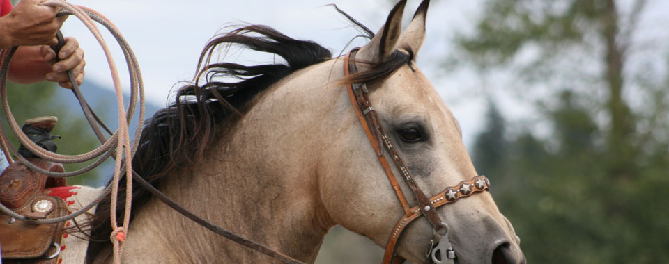 Rider on horse by Marcy McBride