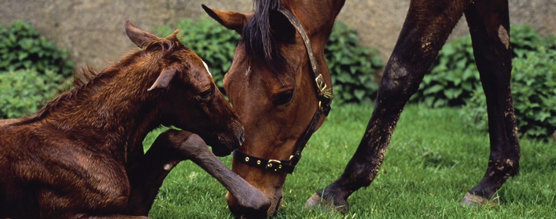 Newborn horse. Therio-gel, the veterinary fertility lubricant, can be used for lubricant for artificially inseminating mares.